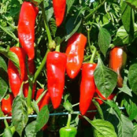 Plant piment gorria (type espelette)