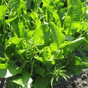 Plant raifort