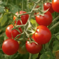 Plant tomate cerise rouge