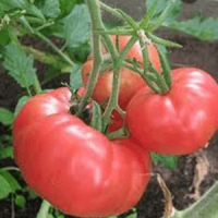 Plant tomate rose de berne