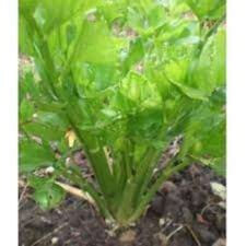 Plant celeri d'elne