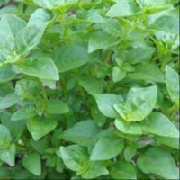 Plant basillic marseillais