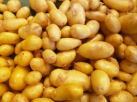 Pomme de terre bio charlotte chair ferme