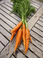 Carotte botte