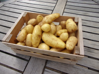 Pomme de terre nouvelle