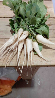 Radis blanc