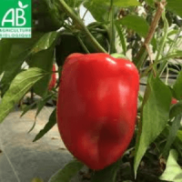 Plant poivron california wonder rouge