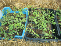 Plant de tomate-cerise 'green dr frosted'