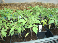 Plant de tomate 'siberian'