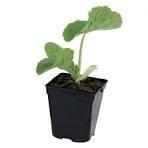 Plant de potimarron 'red kuri'