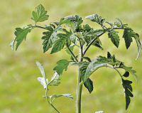 Plants de tomates coeur de boeuf