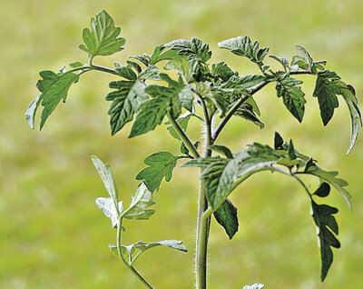 Plants de tomates coeur de boeuf