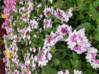 Verveine bleu & blanc