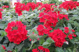 Verveine rouge