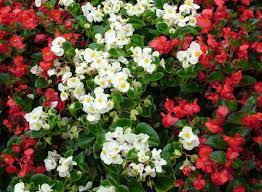 Begonia nain rouge