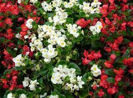 Begonia nain blanc