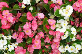 Begonia nain rose