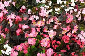 Begonia nainfeuille pourpre rouge