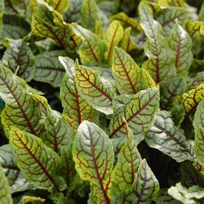 Plant vivace oseille sanguine