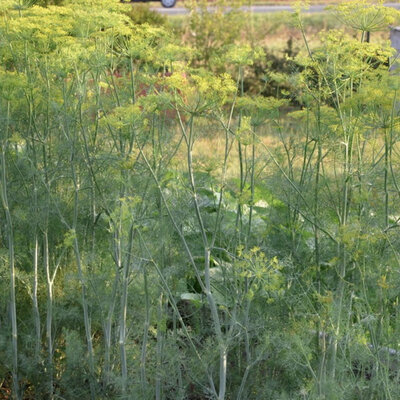 Plant aromatique aneth