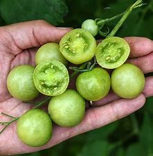 Plant tomate cerise green