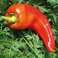 Plant poivron - rosso duemilla