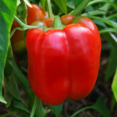 Plant poivron - jumbo still