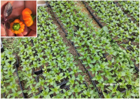 Plant poivron - mandarine