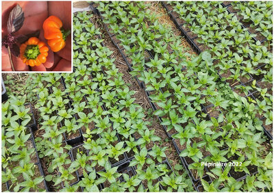 Plant poivron - mandarine
