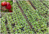 Plant poivron - cherry time