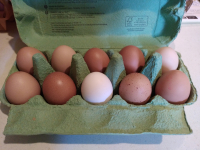 10 'bébé' œufs de poules bio et plein air