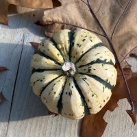 Plant courge patidou