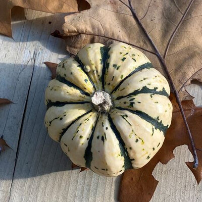 Plant courge patidou