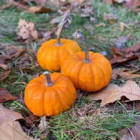 Plant courge jack be little