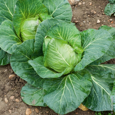Plants de chou cabus blanc