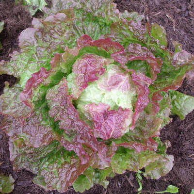 Plants de batavia rouge