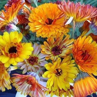 Plant fleur soucis flashback