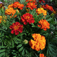 Plant fleur oeillets d'inde nain