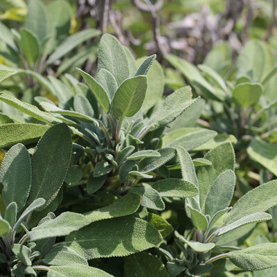 Plante vivace sauge officinale