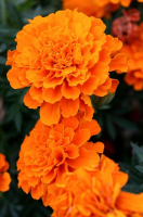 œillet d'inde fleurs orange