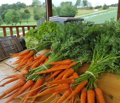 Carottes fanes