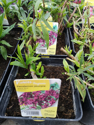 Penstemon pourpre en pot de 3l