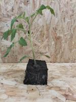 Plant de tomates rondes rouges grosse motte