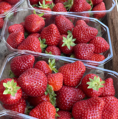 Fraises