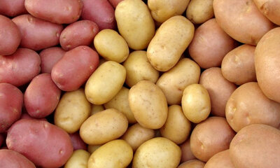 Pomme de terre primeur