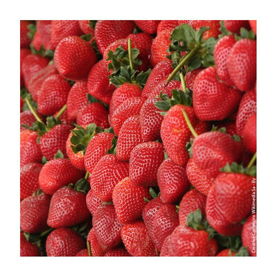 Fraises bio