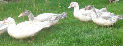 Filet canette, canard