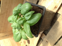 A planter : plant de basilic