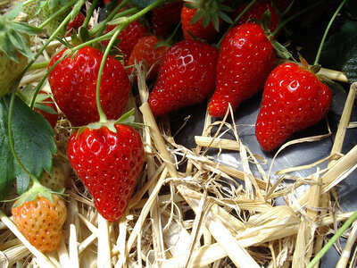 Fraisiers des 4 saisons cijosée