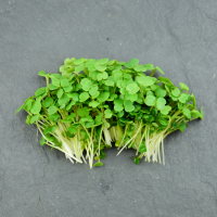 Micro-pousses de roquette